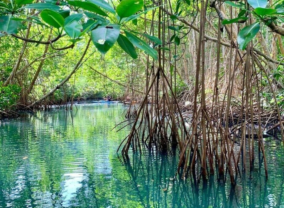 La Nature